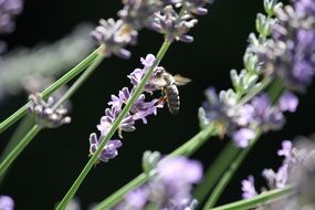 Pollination on lavenders