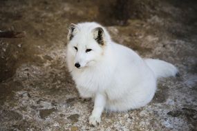 beautiful graceful White Fox