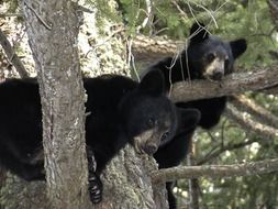 Black bear cubs in a tree in British Columbia