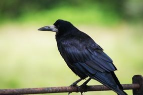 raven close up