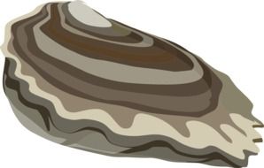 drawing Oyster Mussel