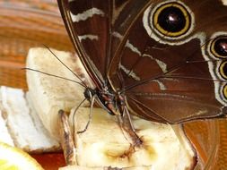 brown butterfly with proboscis close up