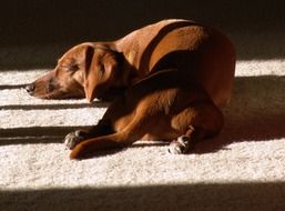 dachshund is sleeping on the carpet