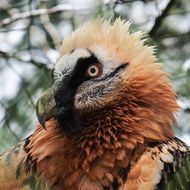 harpy sits on a tree