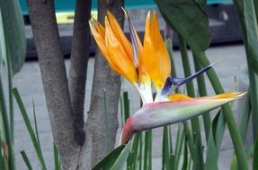 flower like a bird