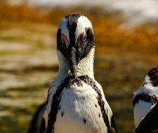 portrait of cute African penguin
