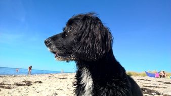 black dog on the beach