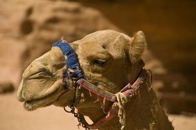 Camel Desert Jordan Desert Ship