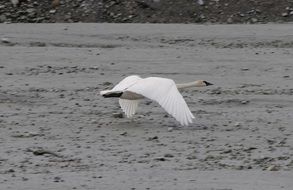 white swan flies low over the beach