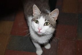 cute domestic cat at night