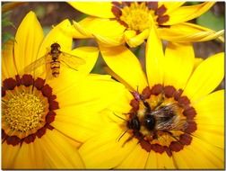bees on a large yellow flowers