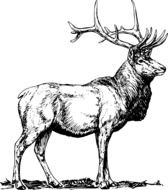black and white drawing of a deer
