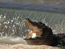 Crocodile with wide open mouth at water, Sri Lanka