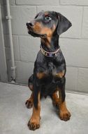 doberman pinscher