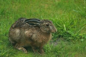 brown hare on the grass in the rain