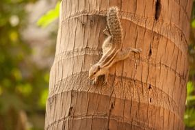 squirrel on a brown tree trunk