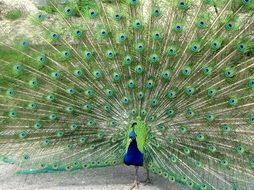 peacock with amazing colorful tail