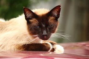 tired siamese cat