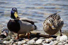 couple of mallards