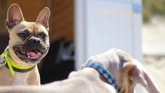 french bulldog on domburg street