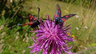 wild two black-red beetles on a purple flower