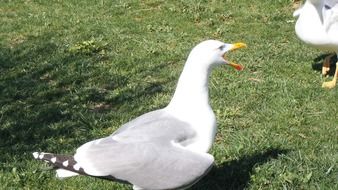 Bird Seagull screams