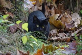 black cat with yellow eyes in the park