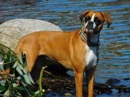 dog boxer in the river