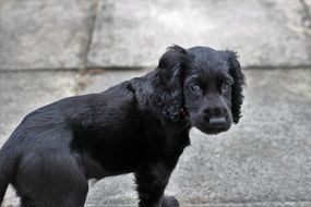 sad black Cocker Spaniel Dog