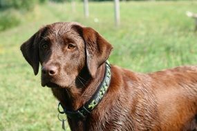 chocolate labrador in the meadow