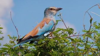 Lilac Single-Breasted Roller