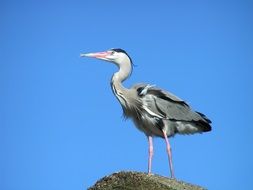 heron stands on a stone against the blue sky