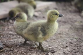 Young geese on a farm