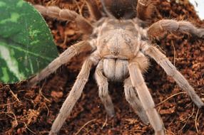 tarantula on dry ground close up