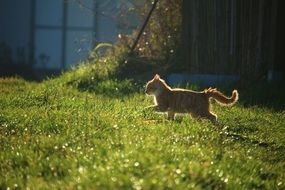 red kitten running on the meadow