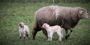 deliciously beautiful Lambs