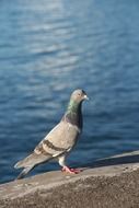 Dove near the sea close-up on blurred background