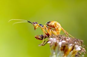 mantis in India