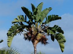 grey bird on the similar to palm tree
