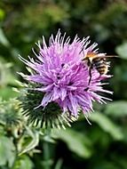 bumblebee on the thistle close-up on blurred background