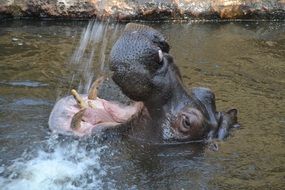 Hippo head with wide open mouth above water