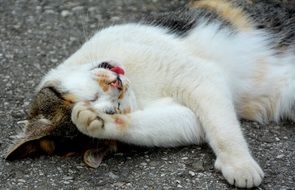 Domestic cat with open tongue