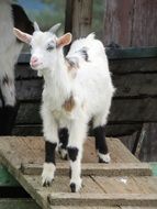 young white goat on the farm