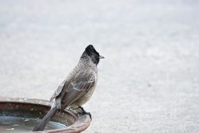 Sparrow bird in wildlife