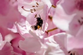 Pink flowers in spring