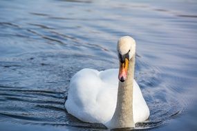 White swan on the river