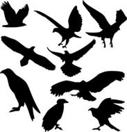 Bird set drawing