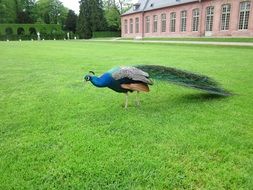 Pavo Cristatus, peacock on lawn in park, germany, schwetzingen