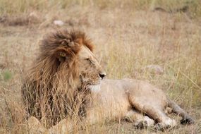 cute lovely Lion Africa