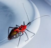 closeup photo of beautiful exotic red beetle